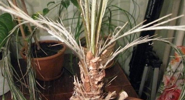 Důvody, proč špičky listů datlové palmy zasychají a co dělat